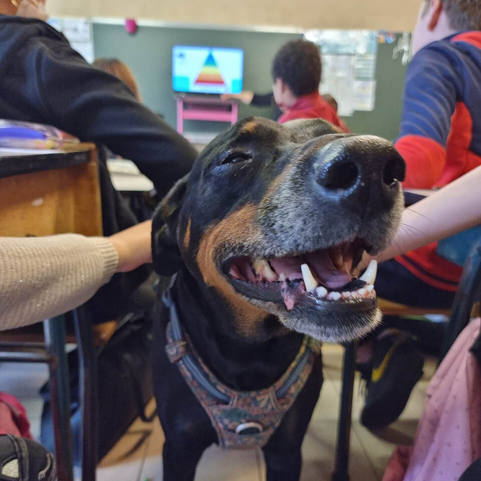 chien en classe