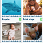 jeu : la hiérarchie animaux humains-animaux non-humains