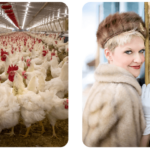 Photolangage animaux