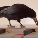L'intelligence des corvidés