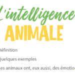 L'intelligence des animaux