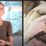 La mode des chiens hypertypes «programmés pour souffrir»