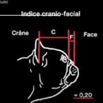 Hypertypes : chiens au nez écrasé : la terrible réalité des brachycéphales