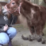 Poly, poney négligé durant 10 ans