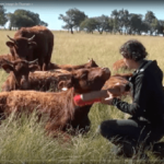 Pauline Garcia, éleveuse et comportementaliste animalière