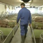 Élevage intensif de porcs, exemple au Danemark