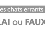 Il faut laisser les chats errants vivre leur vie, VRAI ou FAUX ?